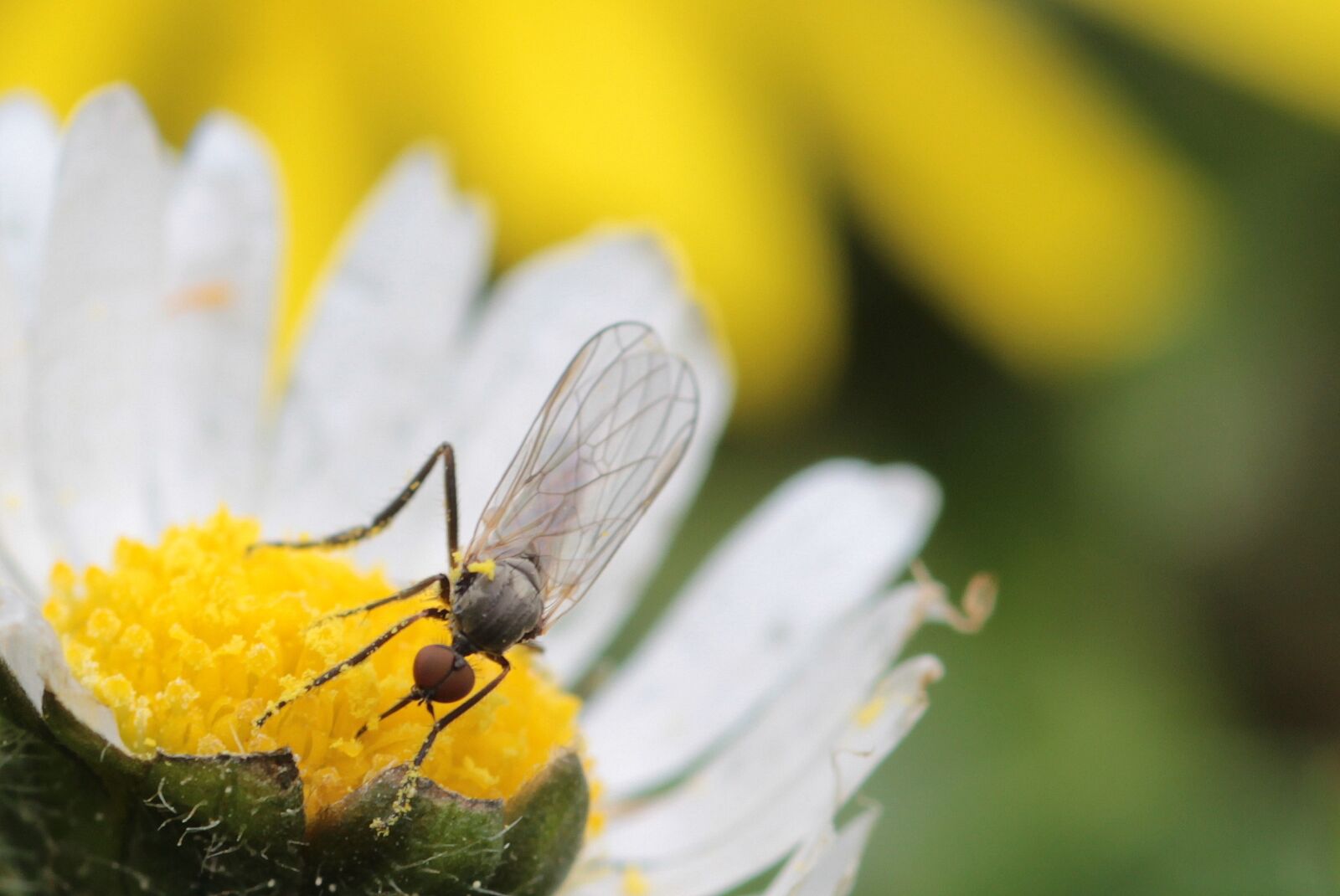Canon EOS 650D (EOS Rebel T4i / EOS Kiss X6i) sample photo. Fly, empis ciliata, black photography