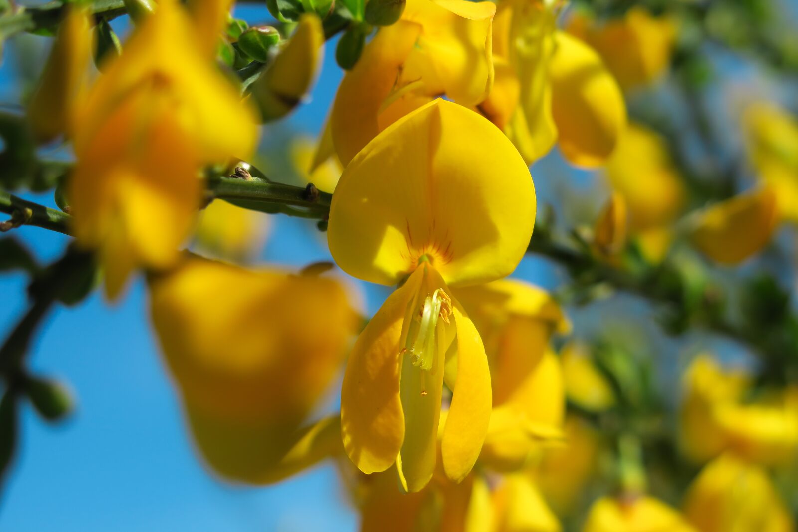 Canon PowerShot G3 X sample photo. Broom, gorse blossom, broom photography