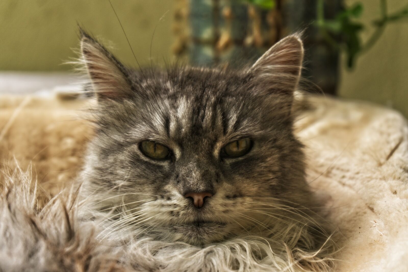 Sony FE 28-70mm F3.5-5.6 OSS sample photo. Cat, maincoon, domestic cat photography