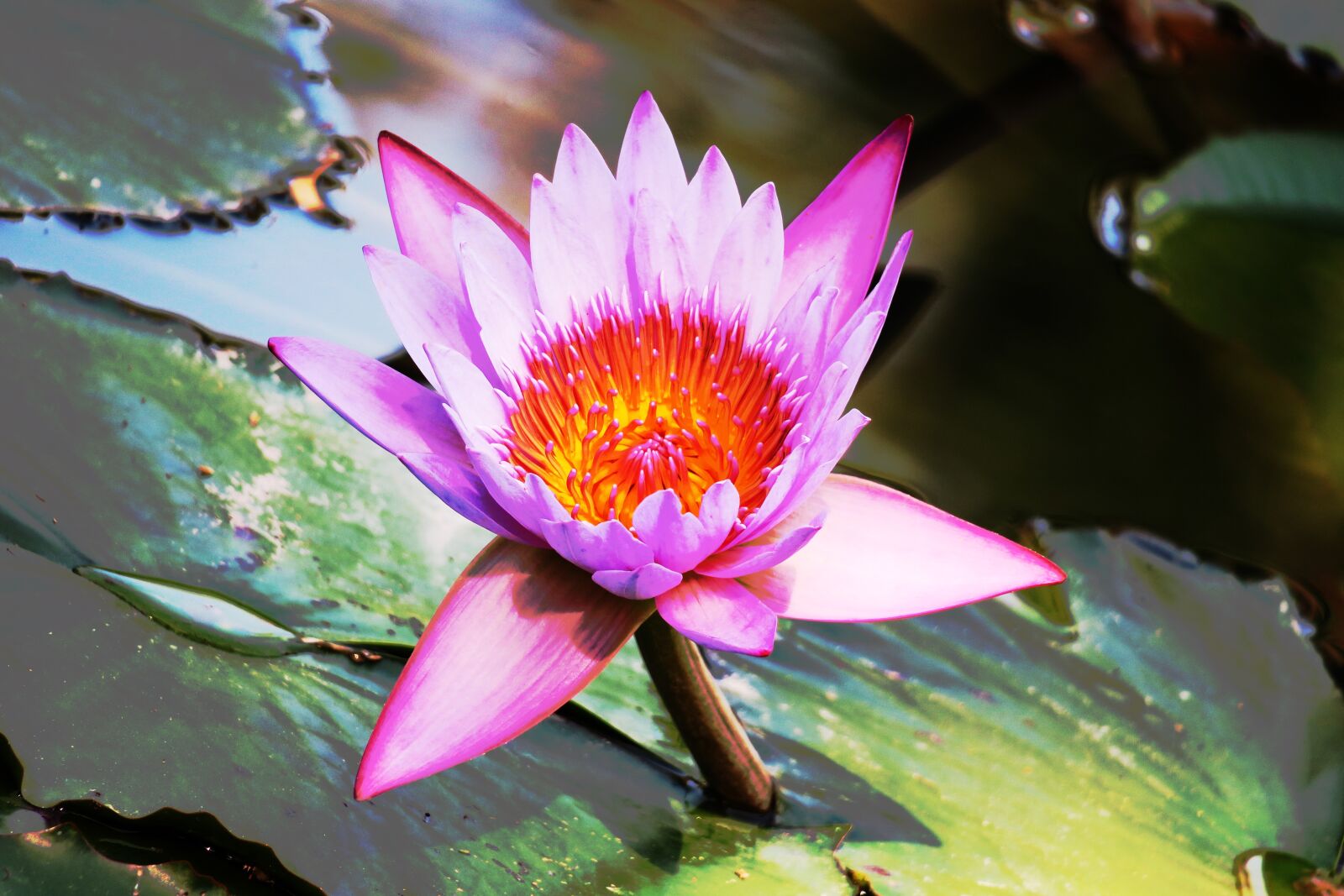 Canon PowerShot G3 X sample photo. Plant, lotus, nature photography