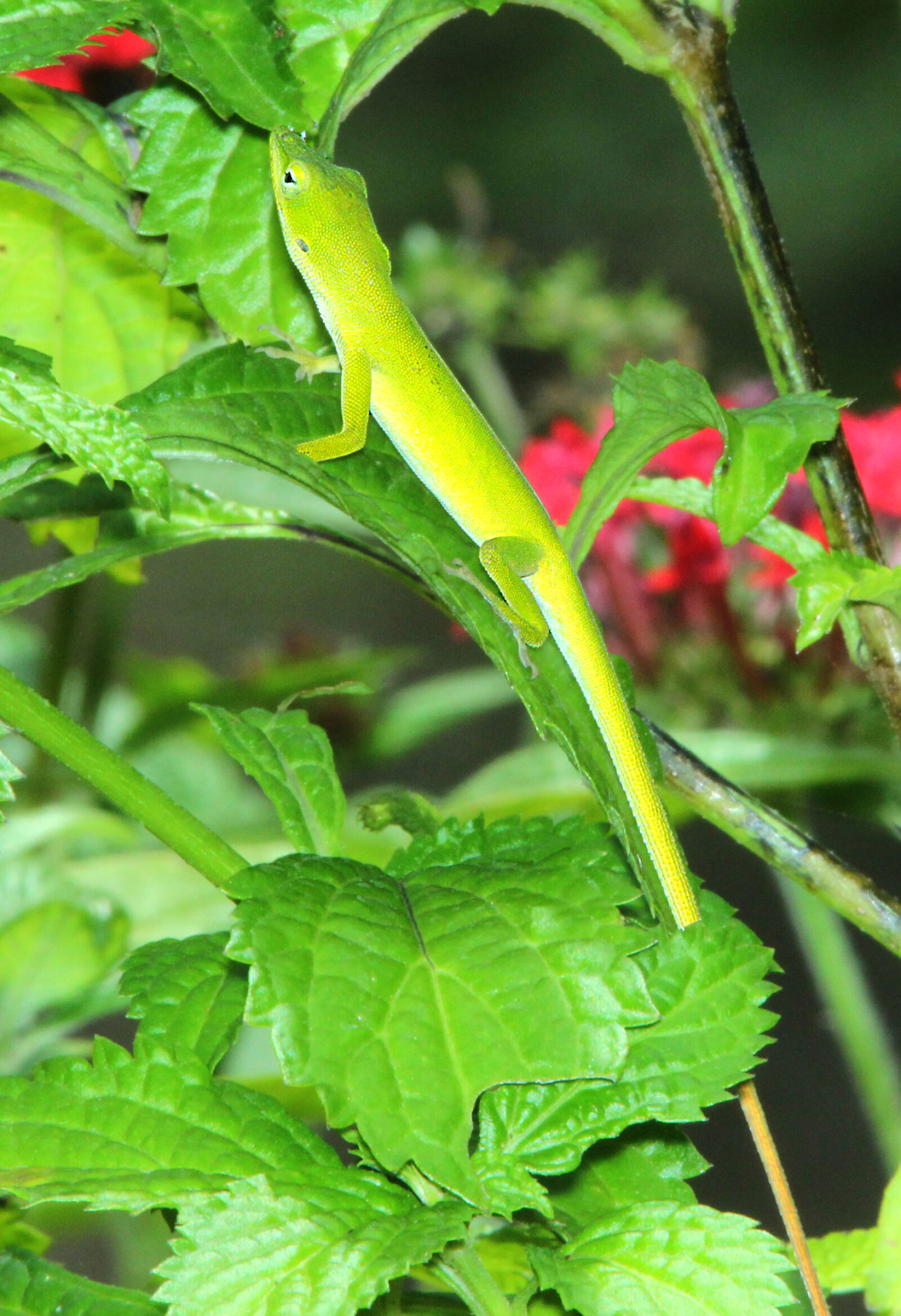 Canon EF 300mm F4L IS USM sample photo