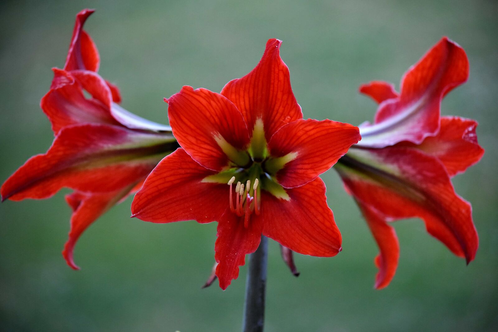Nikon D5500 sample photo. Amaryllis, close-up, detail, pistil photography