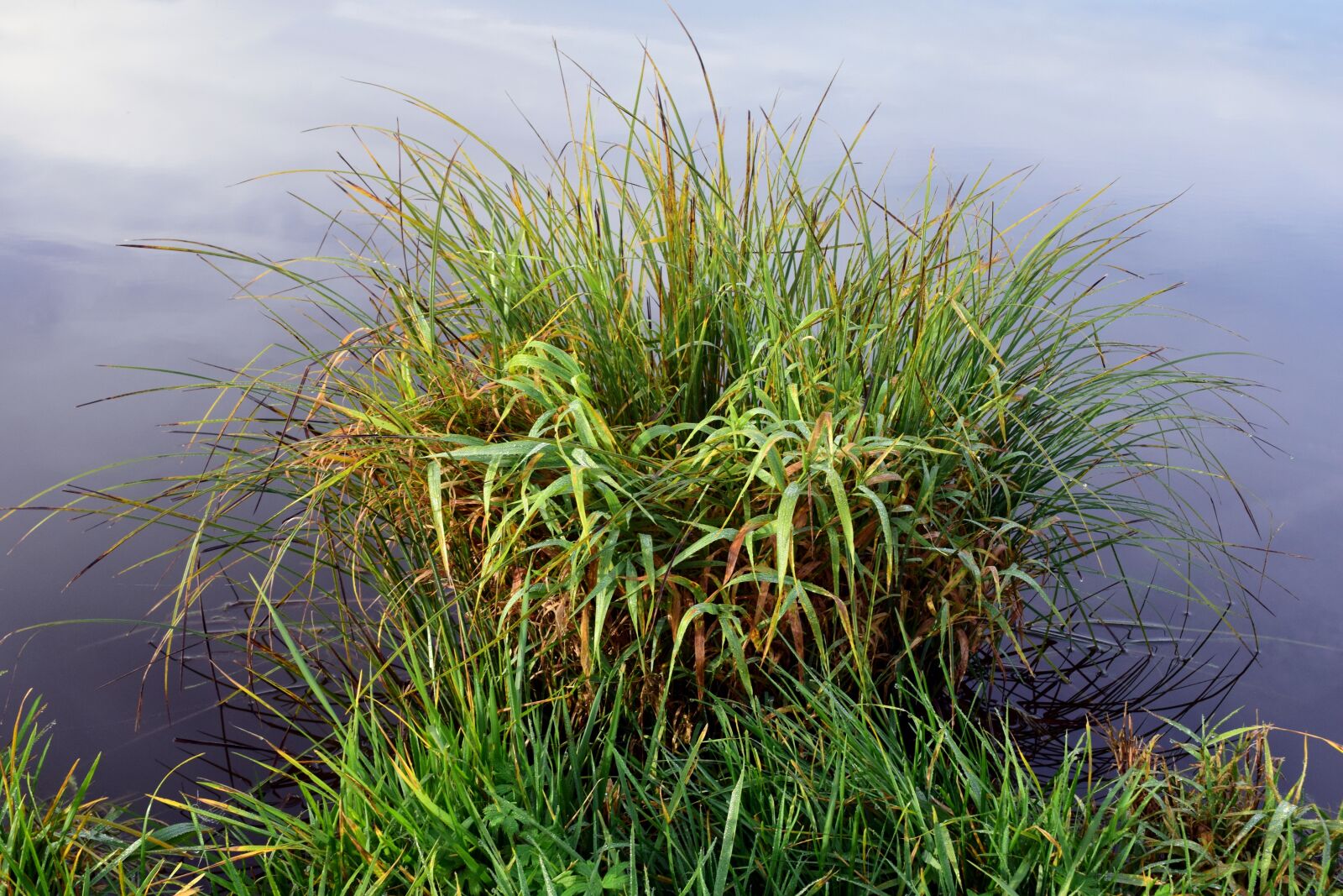Nikon D3300 sample photo. Bank, reed, nature photography