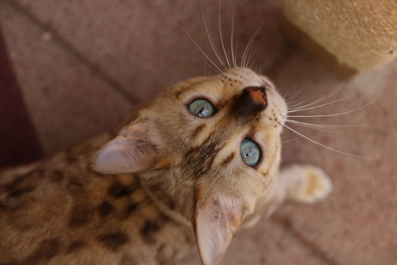 Canon EOS 70D sample photo. Bengal, blu eyes, bengal photography