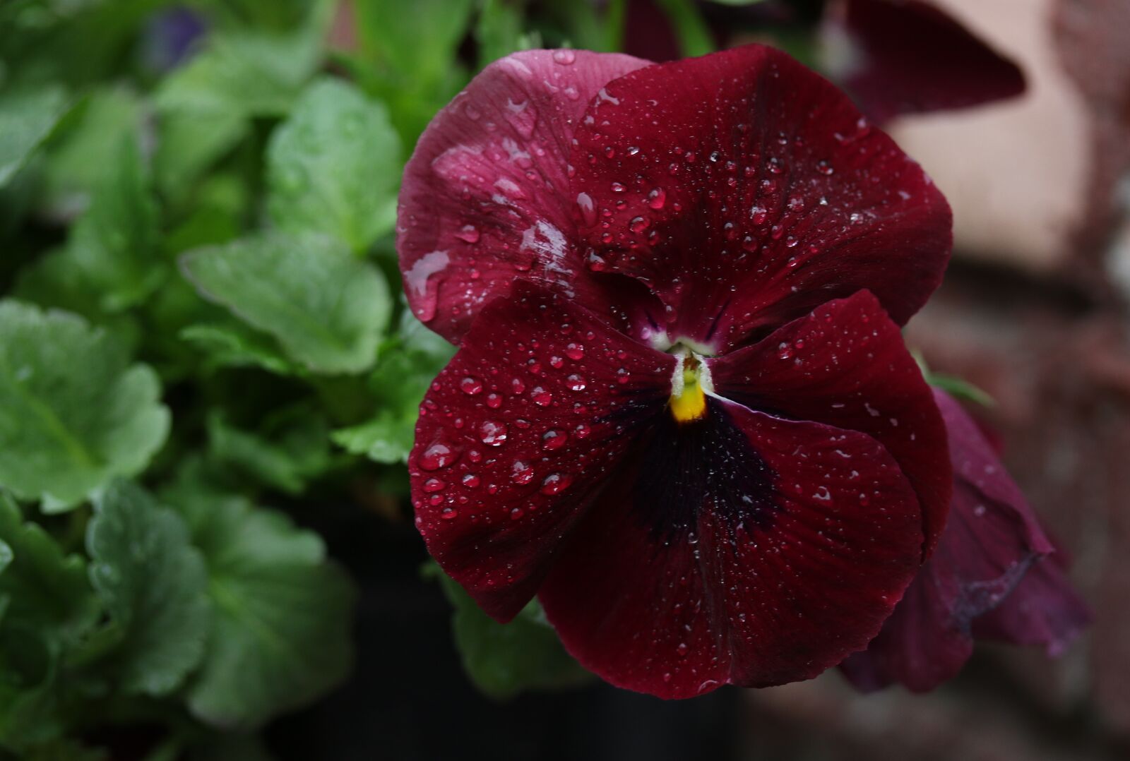 Canon EF-S 60mm F2.8 Macro USM sample photo. Pansy, coloring, wet photography