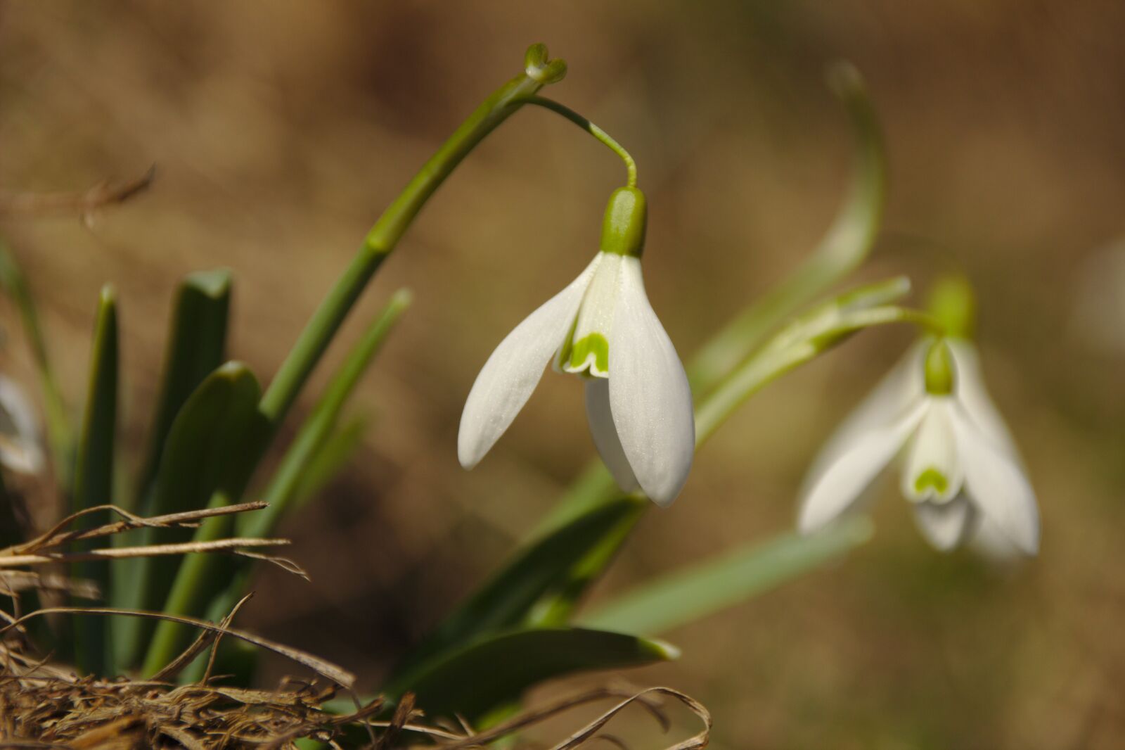 Canon EOS 600D (Rebel EOS T3i / EOS Kiss X5) sample photo. Snowdrop, white, flowers photography