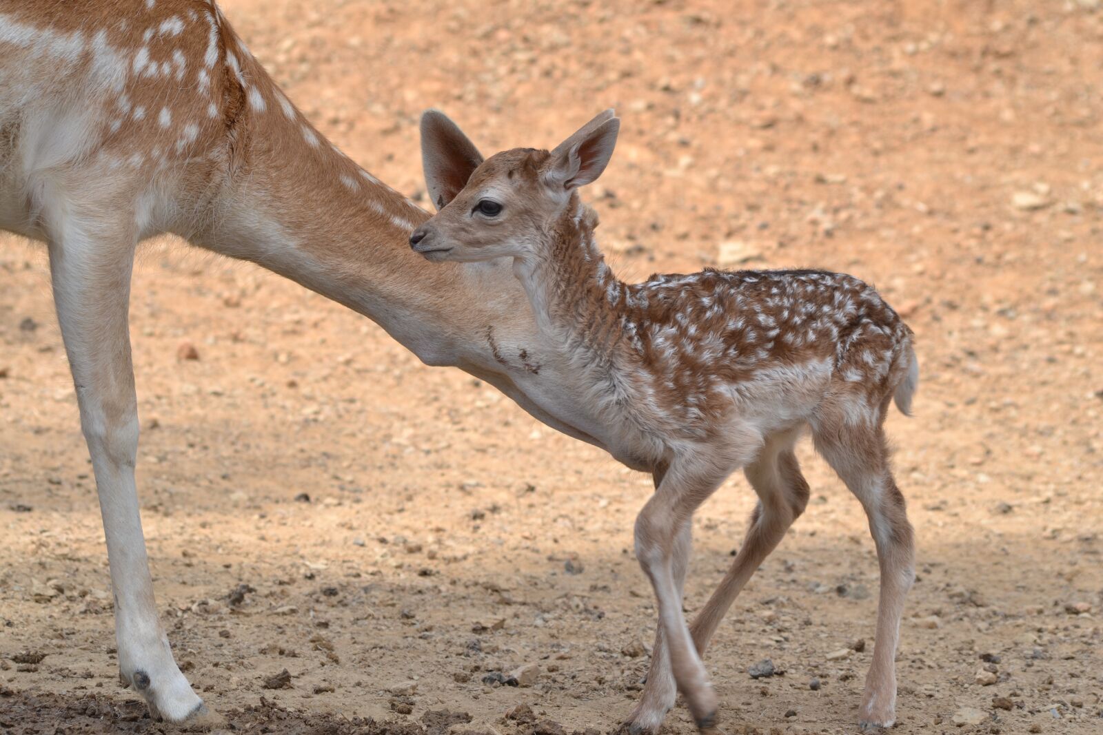 Nikon D3100 sample photo. Deer, mother, cute photography