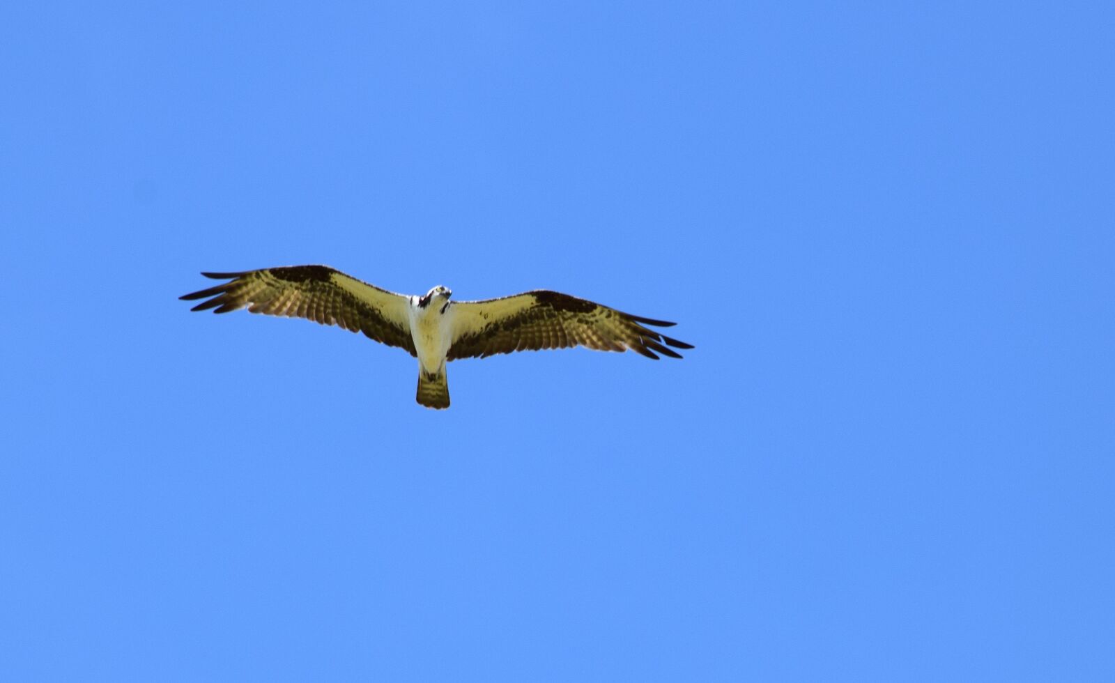 Nikon D5300 sample photo. Osprey, bird, nature photography