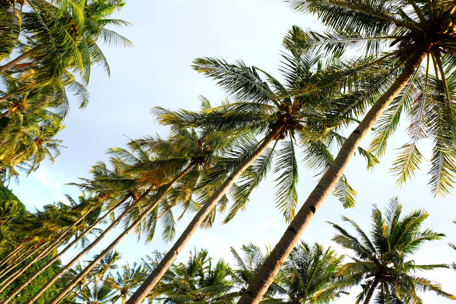 Fujifilm XC 16-50mm F3.5-5.6 OIS II sample photo. Coconut, green, tropical photography