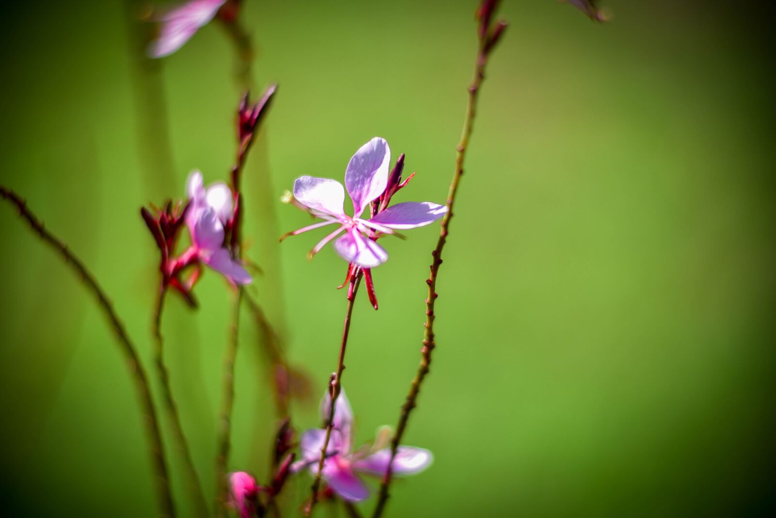 Nikon D5500 sample photo. Flower, bloom, pink gaura photography