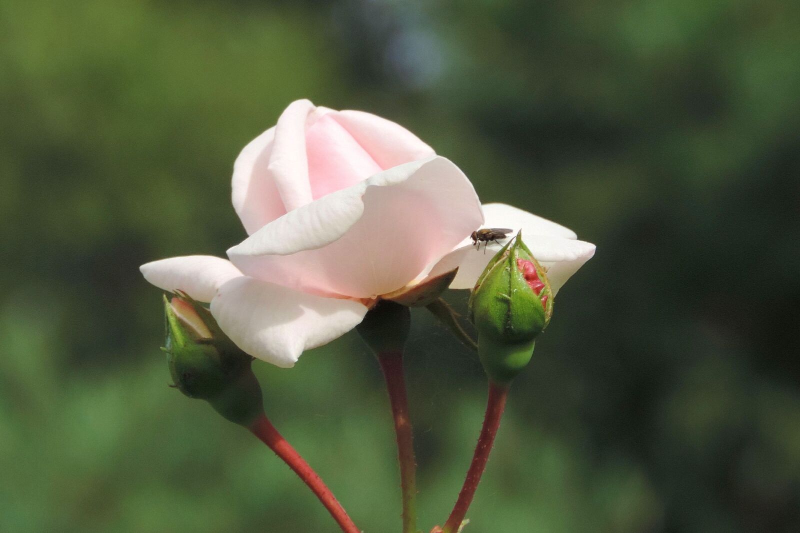 Nikon Coolpix P520 sample photo. Flower, nature photography