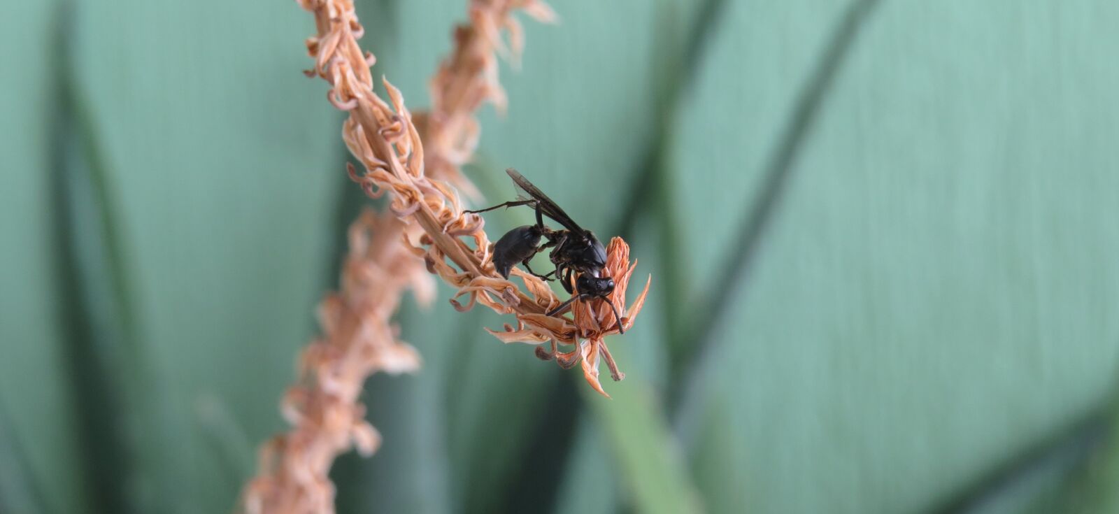 Canon PowerShot SX50 HS sample photo. Macro, insect, wasp photography