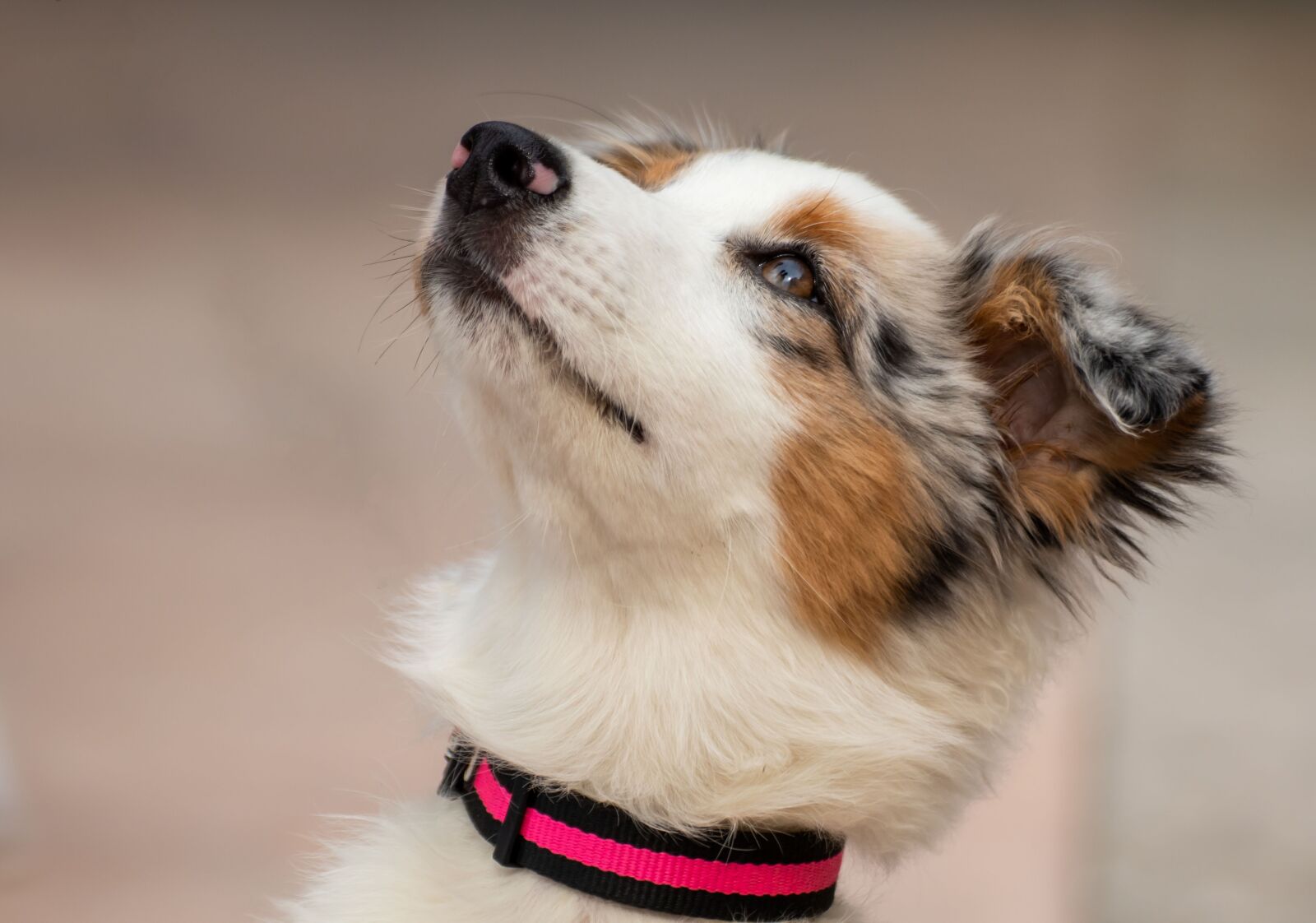 Canon EOS 200D (EOS Rebel SL2 / EOS Kiss X9) sample photo. Australian shepherd, dog, puppy photography