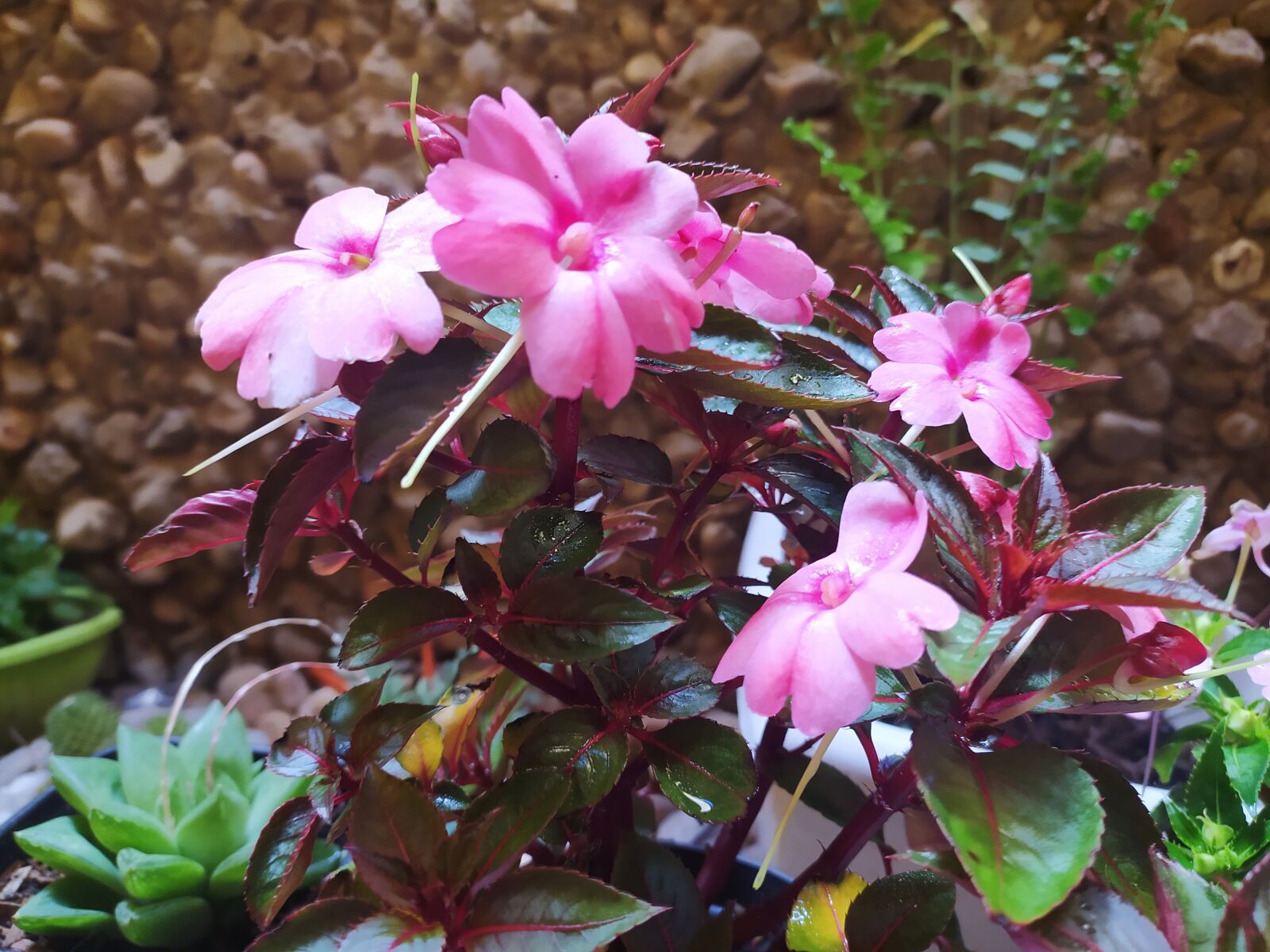 Xiaomi Redmi Note 8 sample photo. Flower, rosa, nature photography