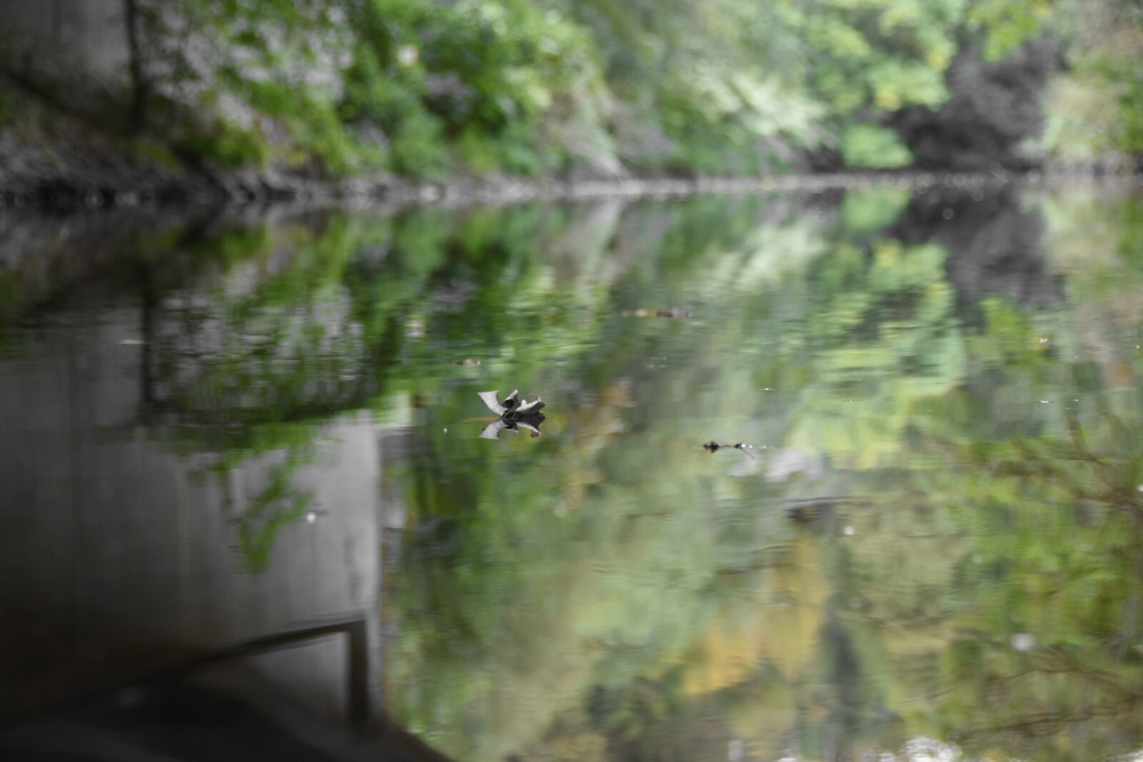 Nikon D5600 sample photo. River, leaf, mirroring photography
