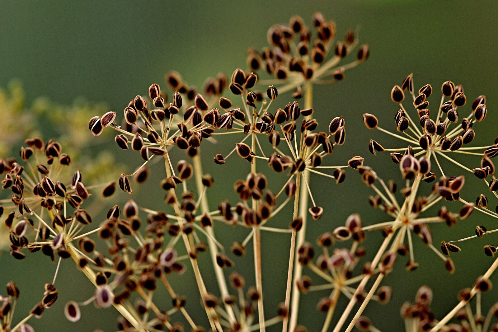 Nikon D5200 sample photo. Dill, seeds, plant photography