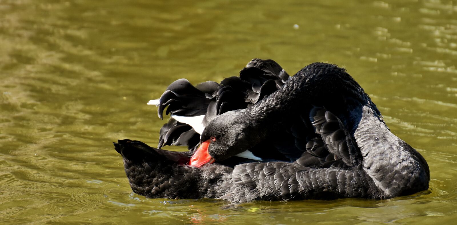 Nikon D7200 sample photo. Swan, black, water bird photography