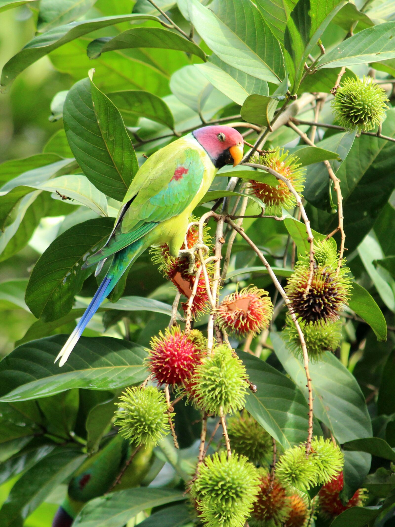 Canon EOS 1300D (EOS Rebel T6 / EOS Kiss X80) sample photo. Parrot, parakeet, bird photography