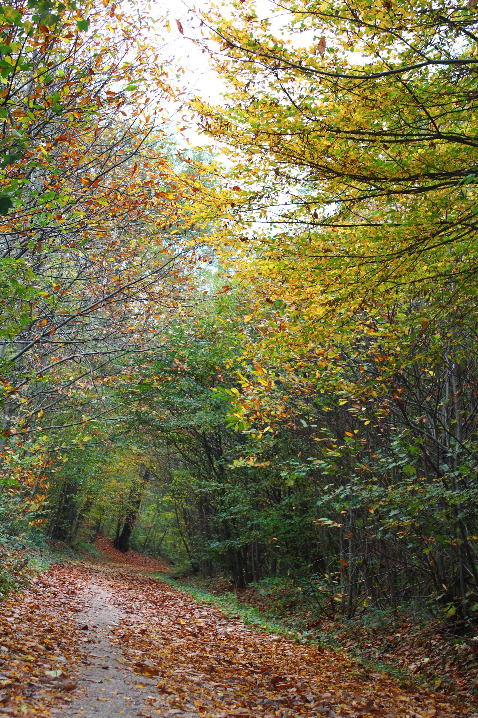 Canon EOS 600D (Rebel EOS T3i / EOS Kiss X5) sample photo. Forest, trees, leaves photography
