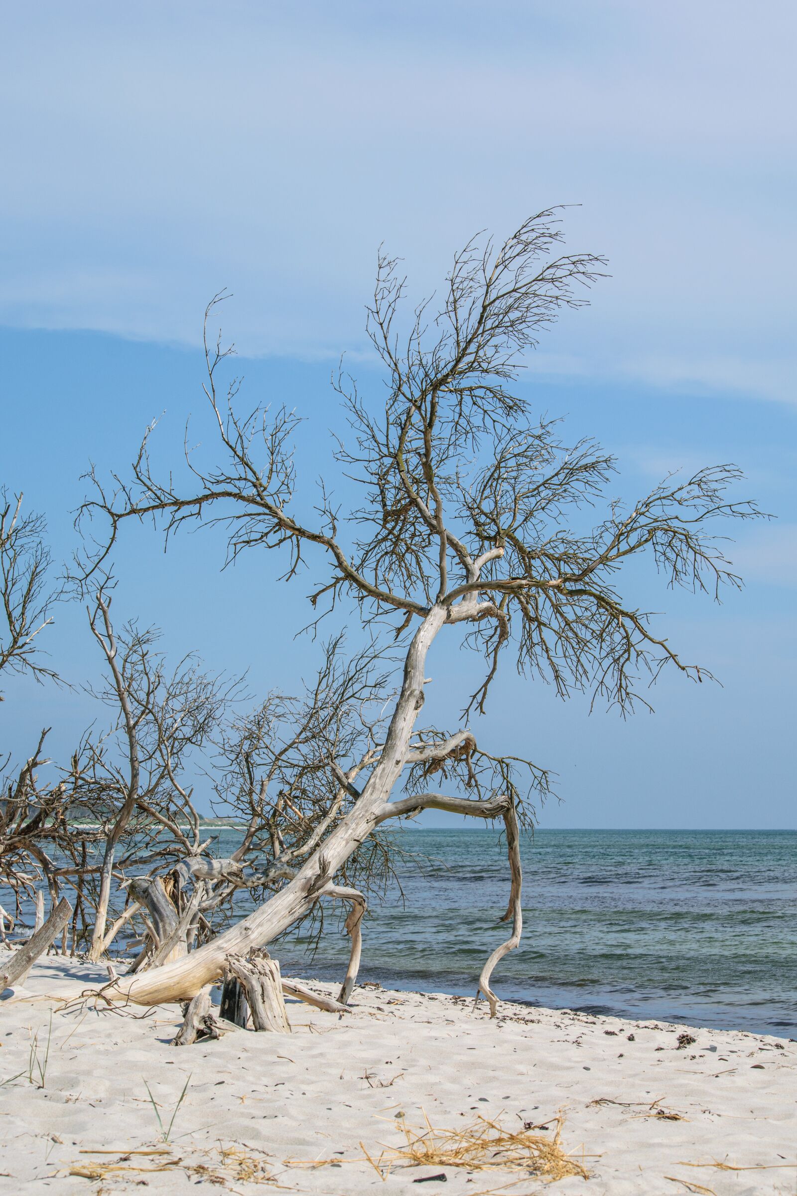Nikon D5300 sample photo. Bare tree, baltic sea photography