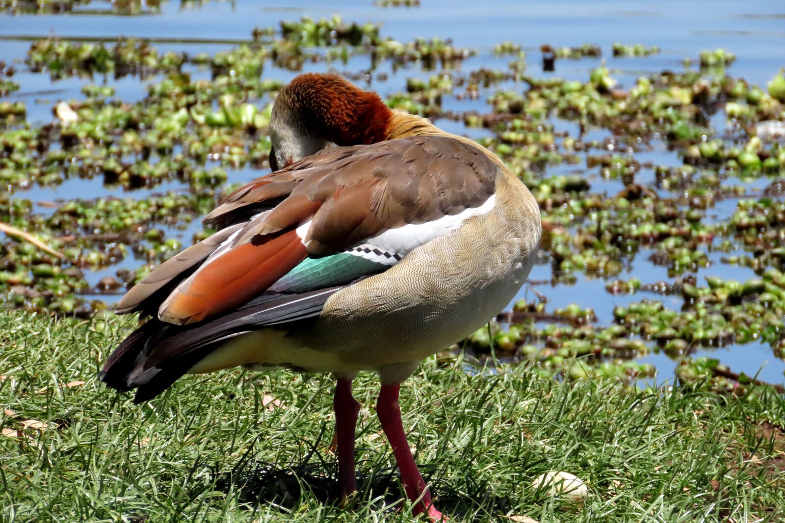 Canon PowerShot SX70 HS sample photo. Bird, goose, nature photography