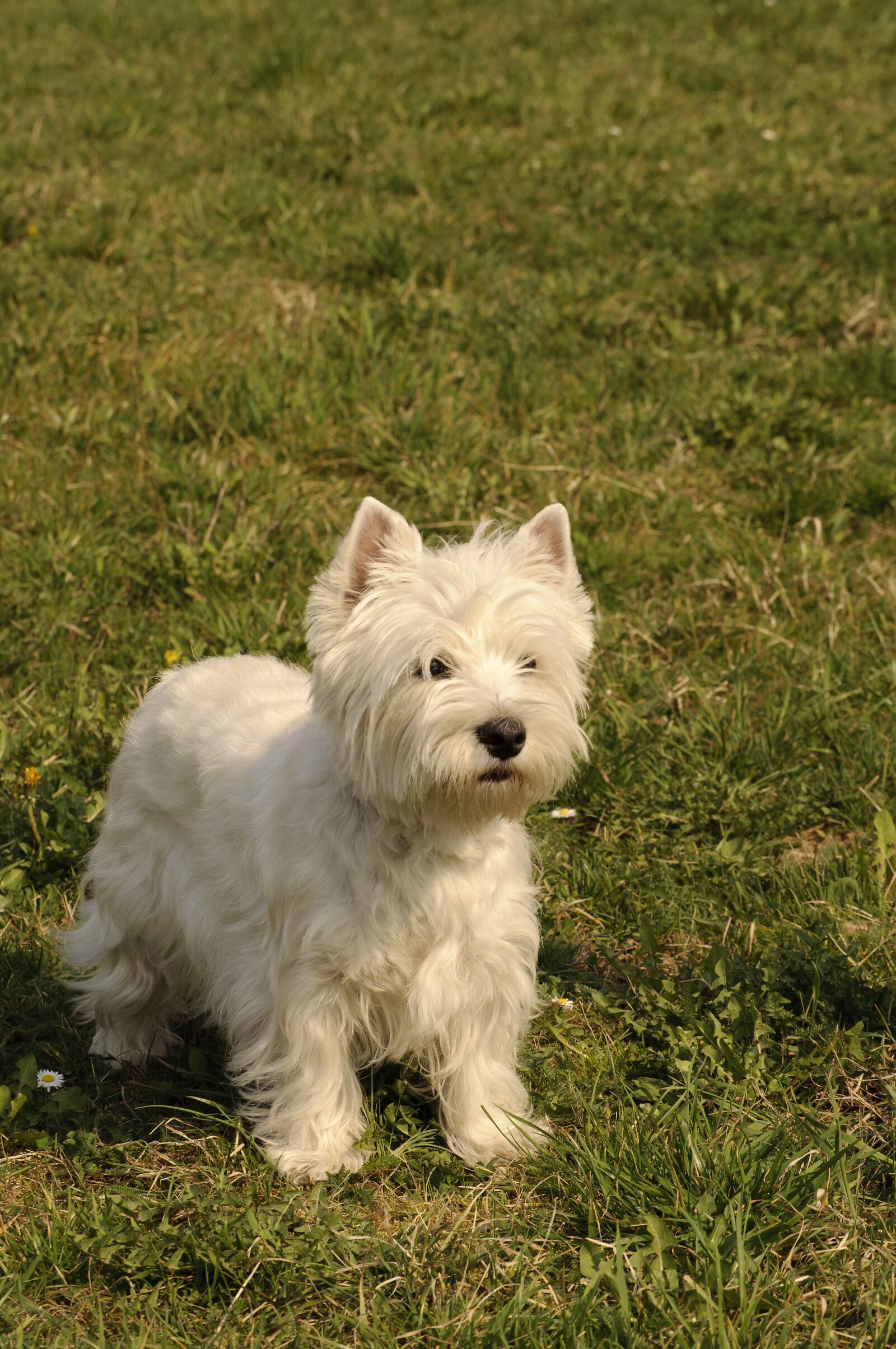 Nikon D5000 sample photo. Dog, canine, mammal photography
