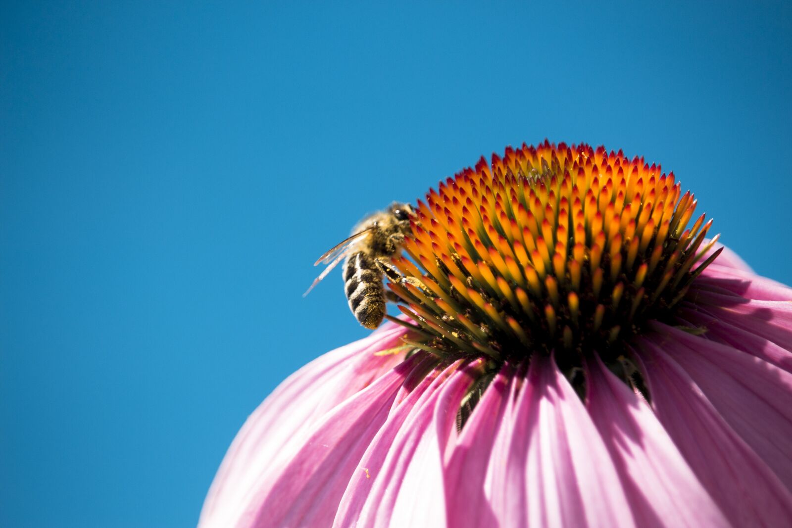 Canon EOS 700D (EOS Rebel T5i / EOS Kiss X7i) sample photo. Nature, bee, macro photography