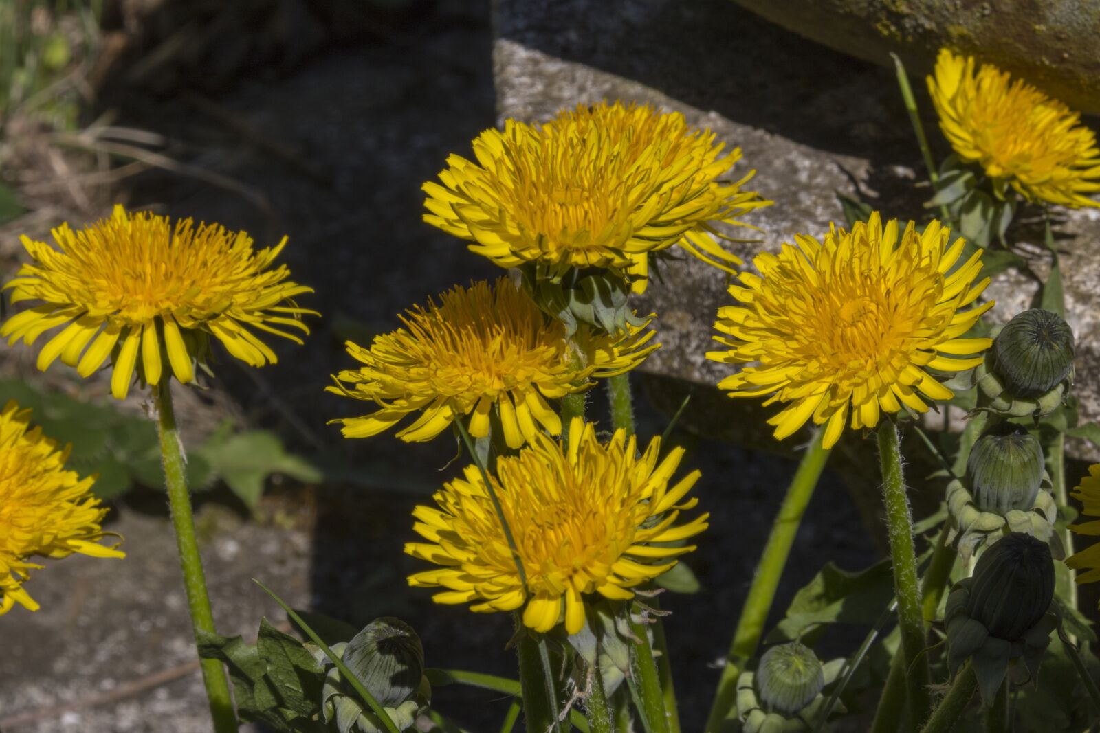 Canon EOS 750D (EOS Rebel T6i / EOS Kiss X8i) + Canon TS-E 90mm F2.8 Tilt-Shift sample photo. Dandelion, yellow, flower photography