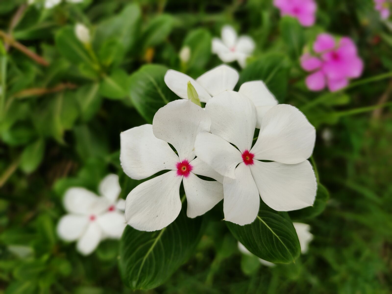 Xiaomi POCO X2 sample photo. Flowers, garden, nature photography