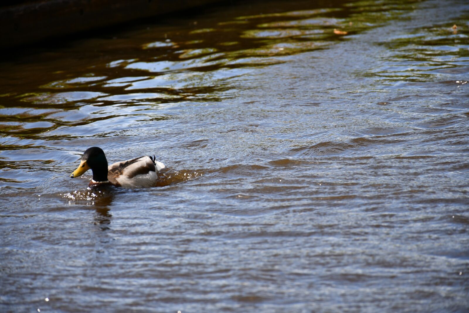 Nikon D7500 sample photo. Holland, mallard, birds photography