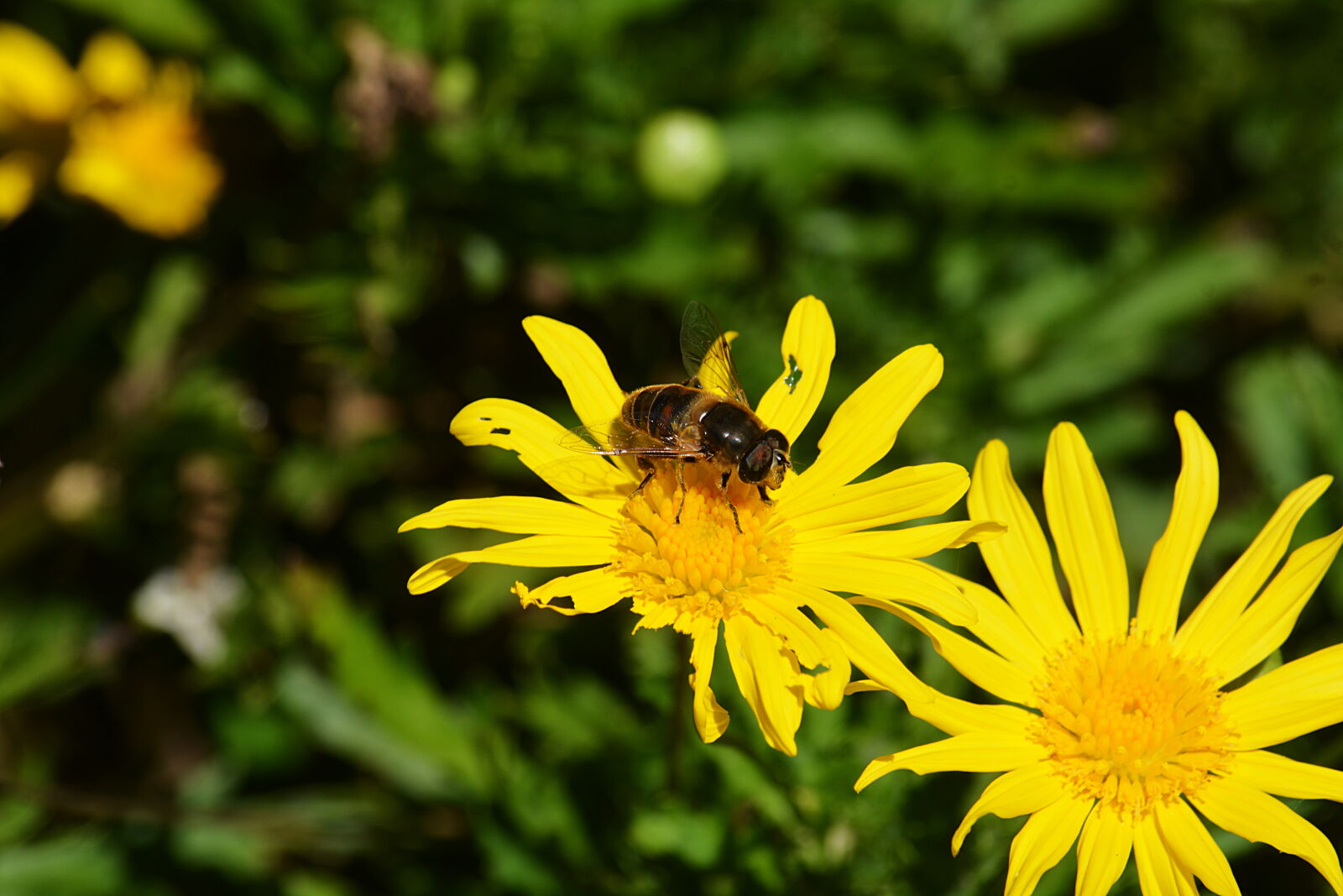 Nikon D5200 sample photo. Abeille, butinage, faune, fleur photography