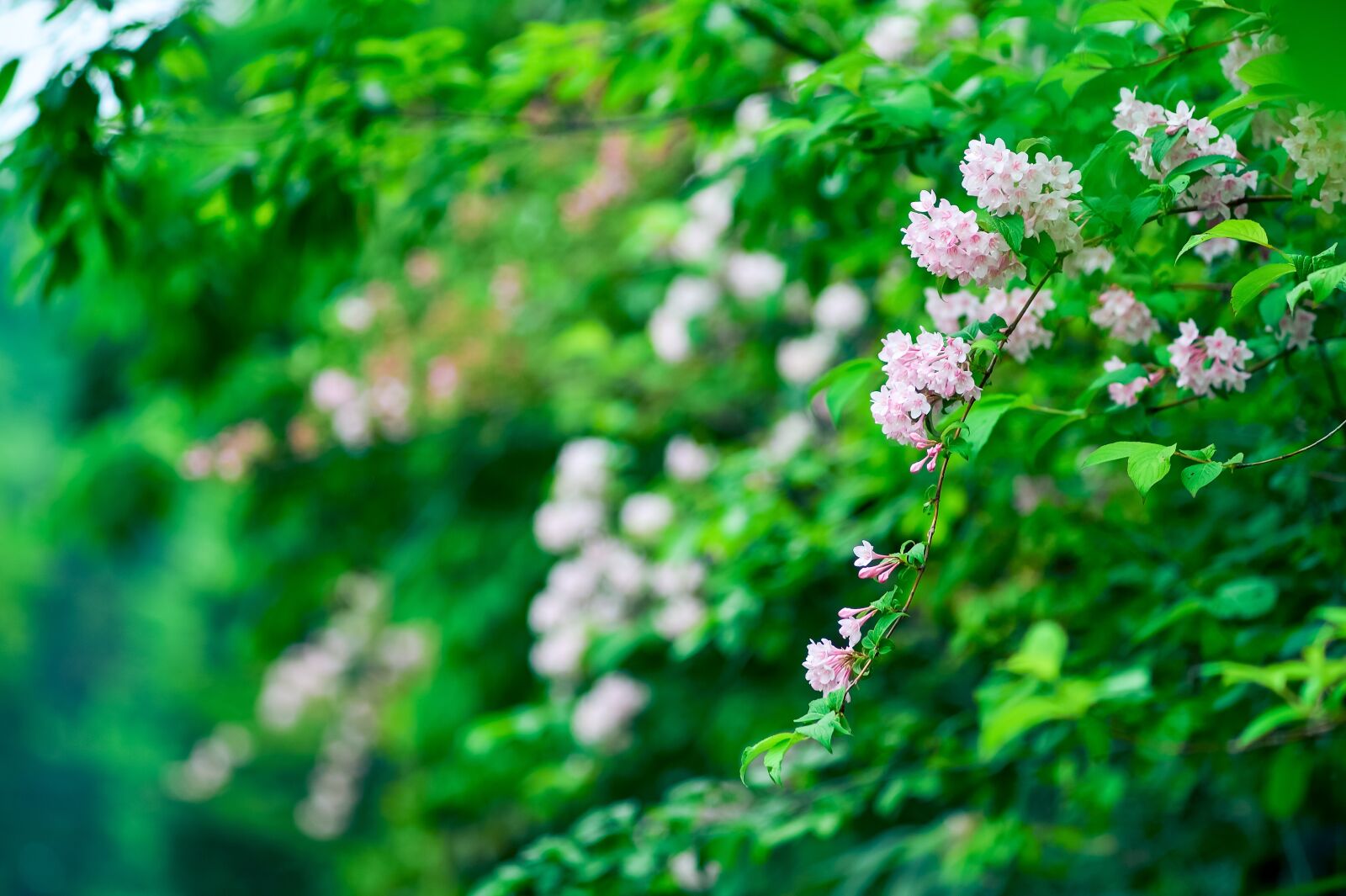 Nikon Df sample photo. Natural, plant, mountain photography
