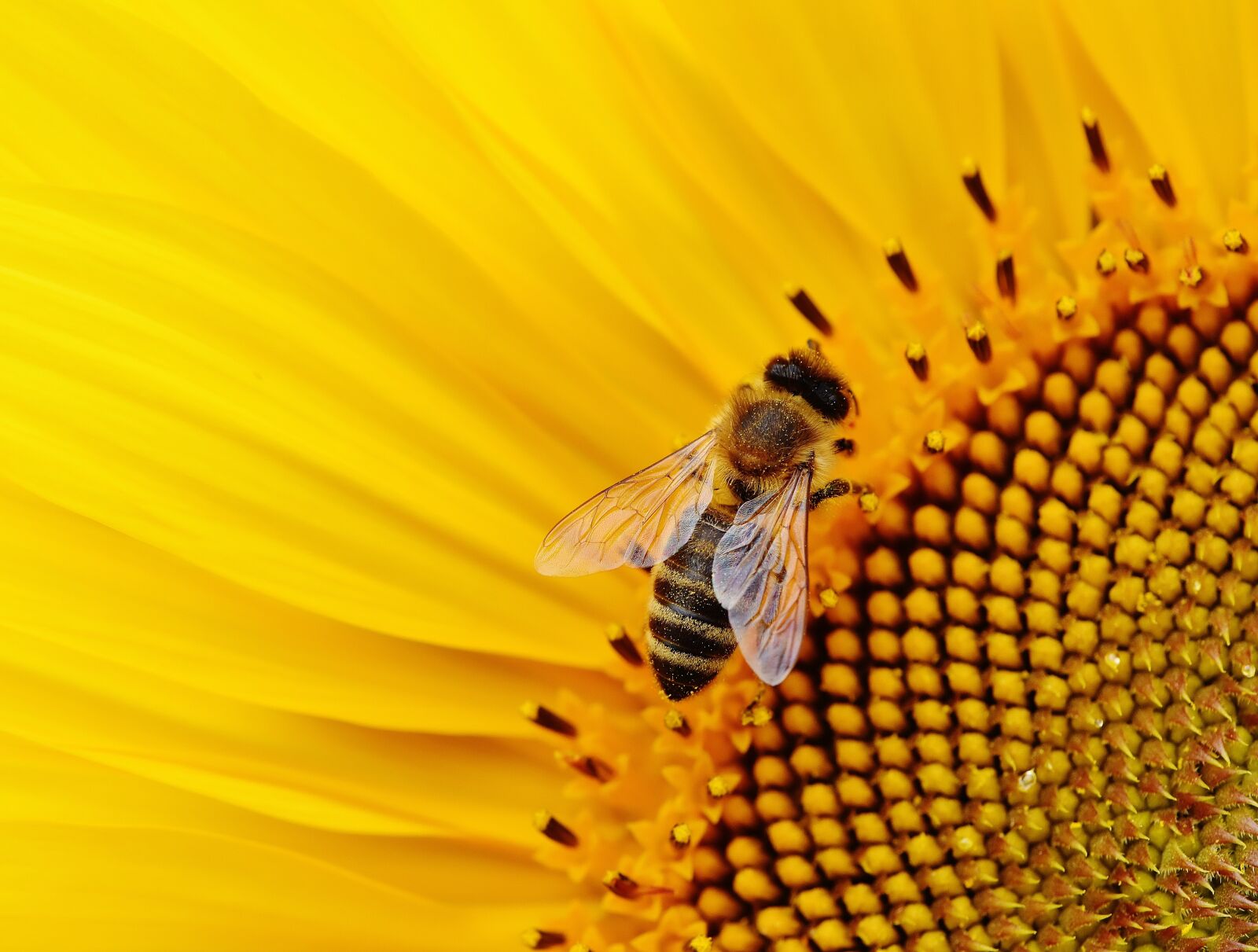 Nikon D7200 sample photo. Sunflower, bees, summer photography