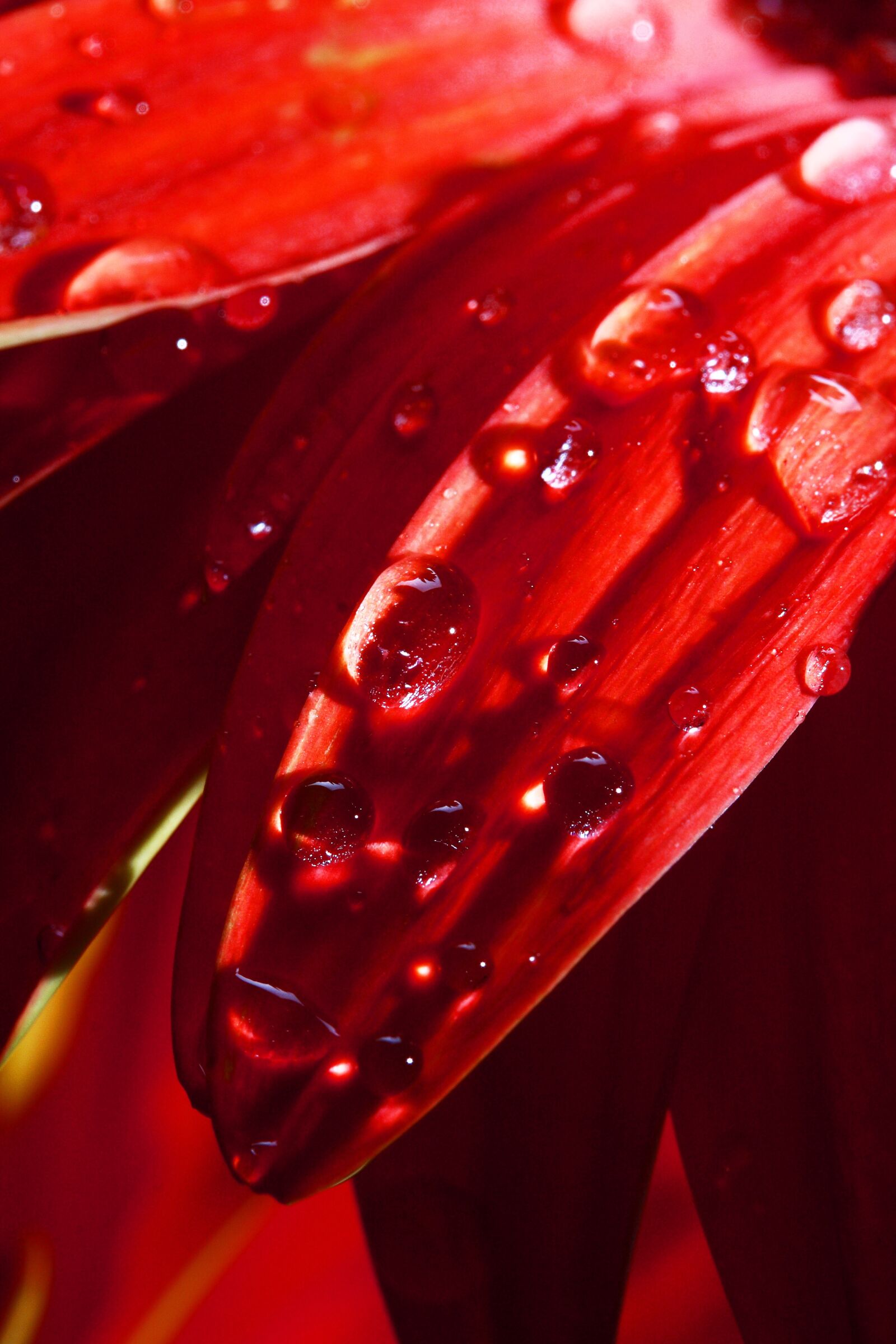 Canon EOS 40D sample photo. Leaves, plant, red photography