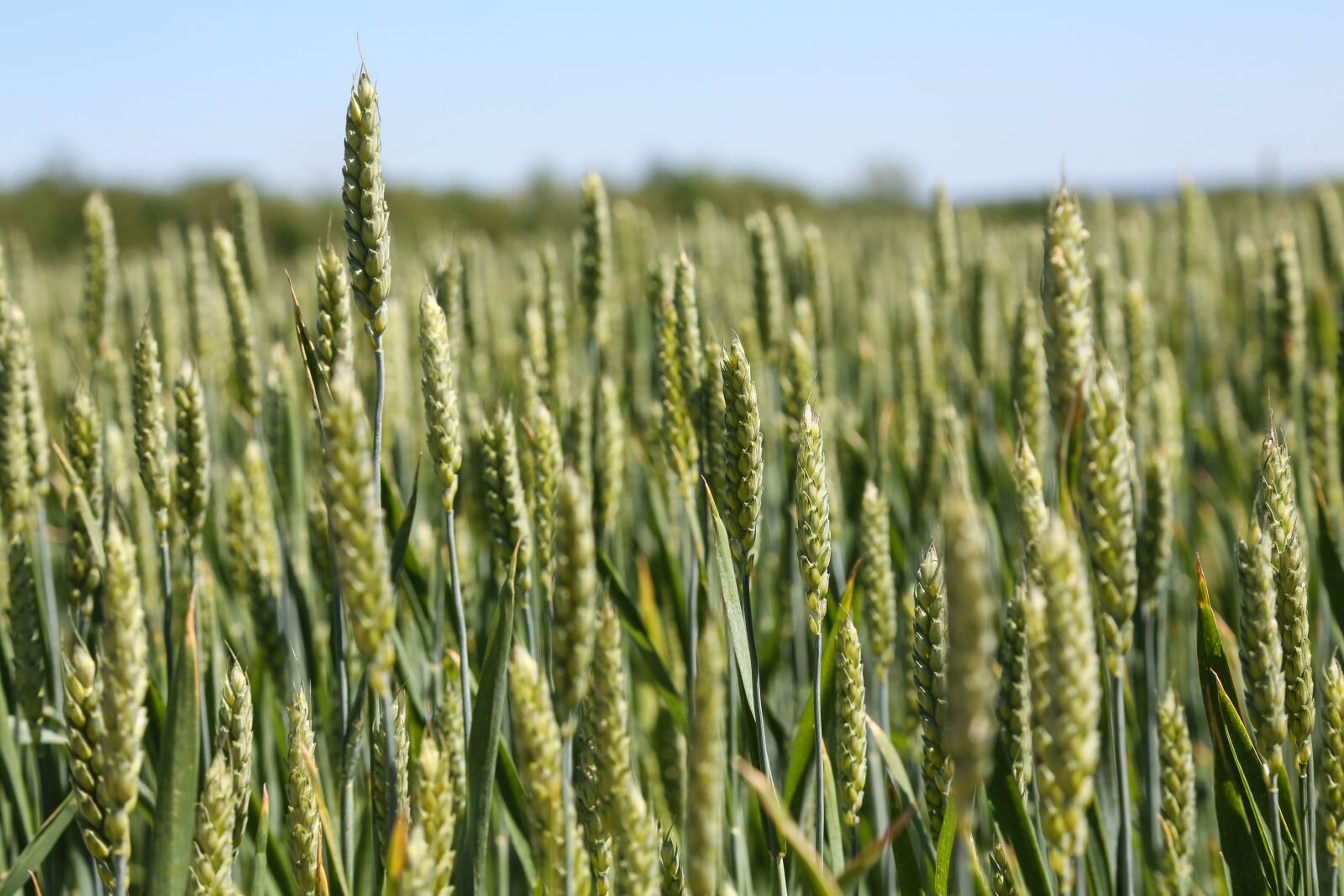 Canon EOS 5D Mark III sample photo. Wheat, kolos, field photography