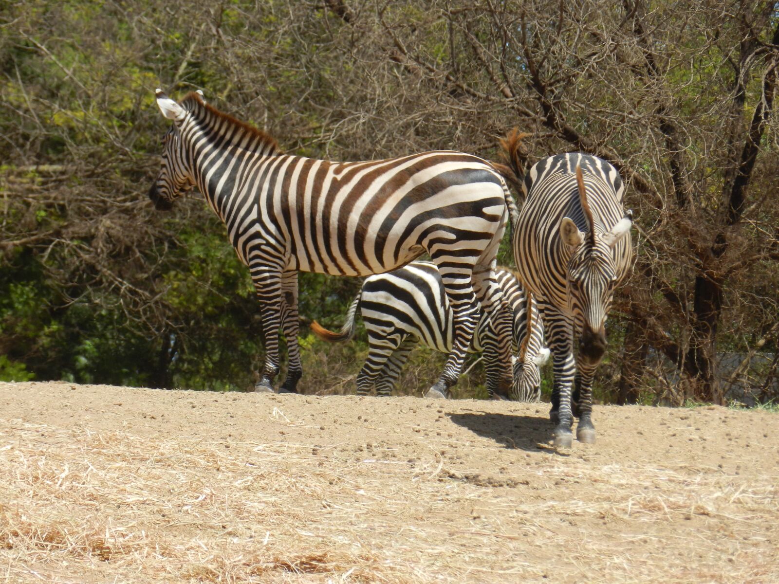 Nikon Coolpix P500 sample photo. Z bre, africa animal photography