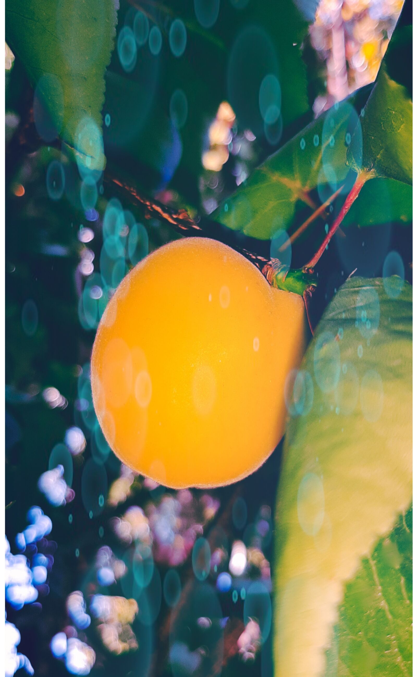 Samsung Galaxy A50 sample photo. Abricot, jaune, vert photography