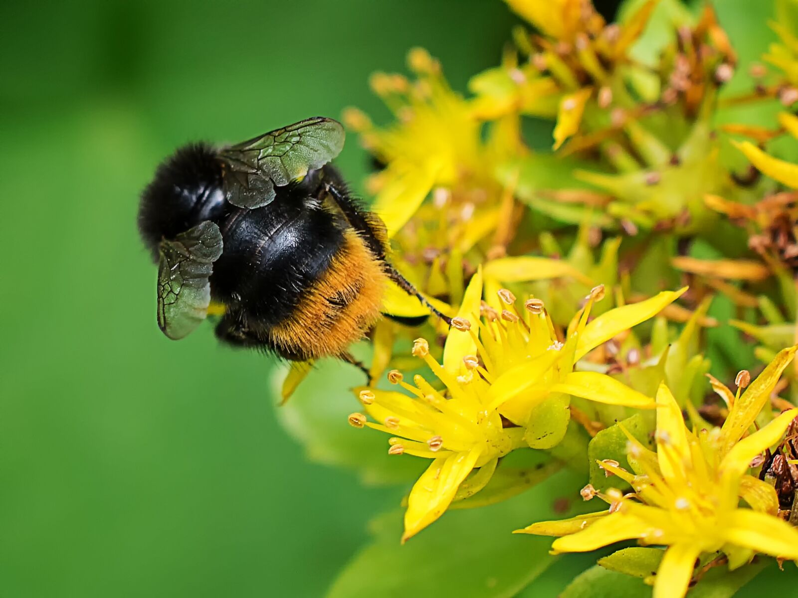 Nikon D3300 sample photo. Hummel, macro, close-up photography photography