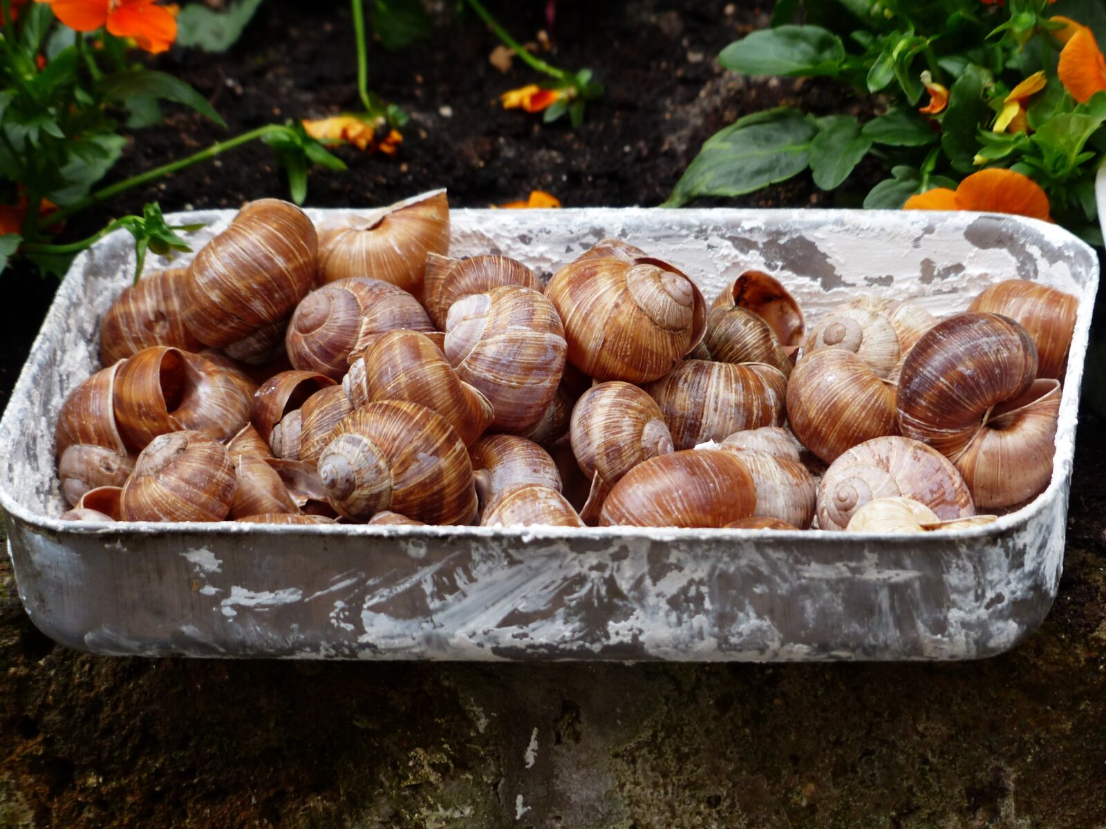 Panasonic Lumix DMC-FZ200 sample photo. Escargots, snails, collection photography