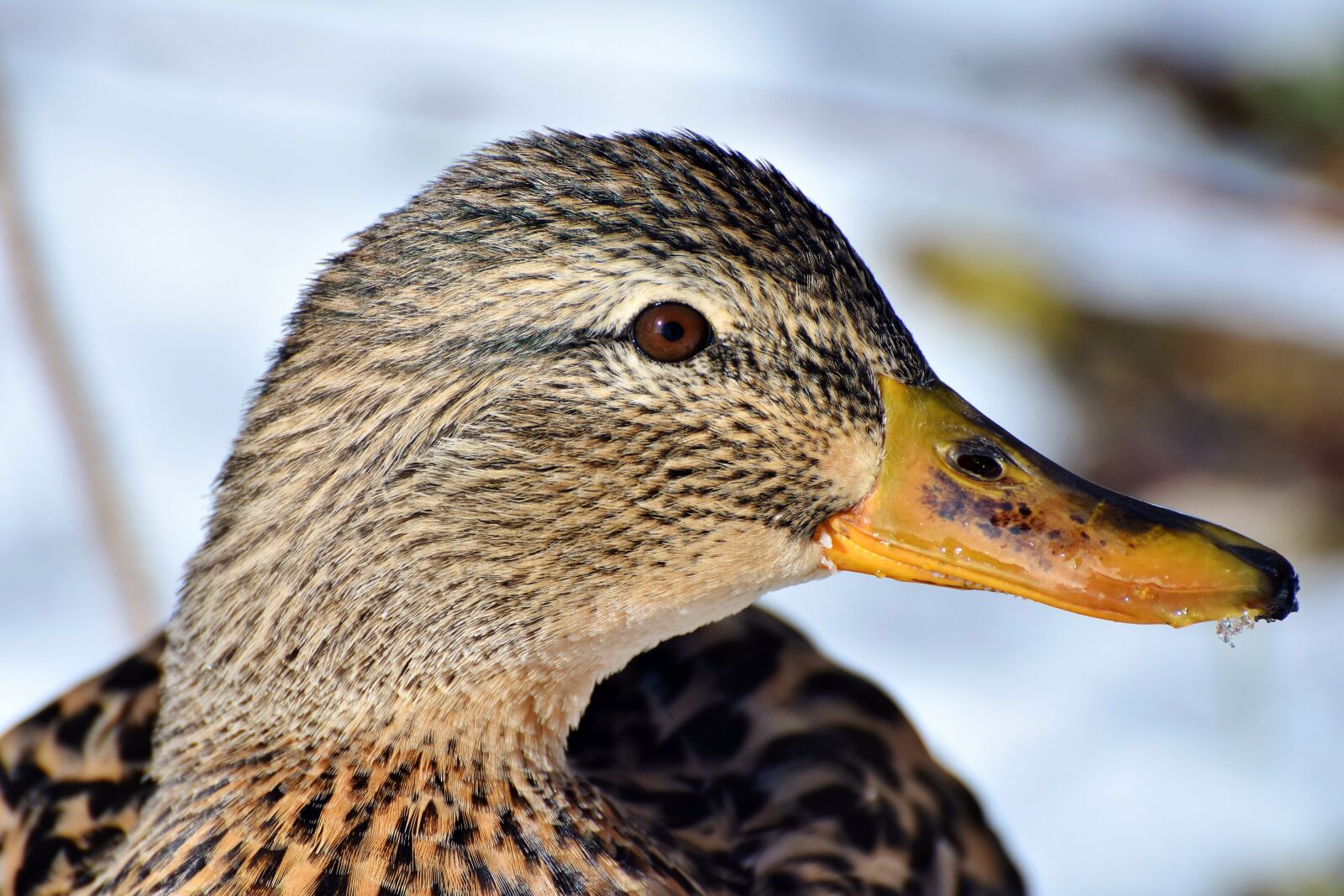 Nikon D7200 sample photo. Duck, drake, water bird photography