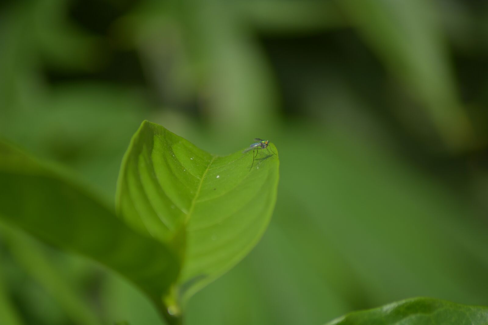 Nikon D7100 sample photo. Spring, autumn, outdoor photography