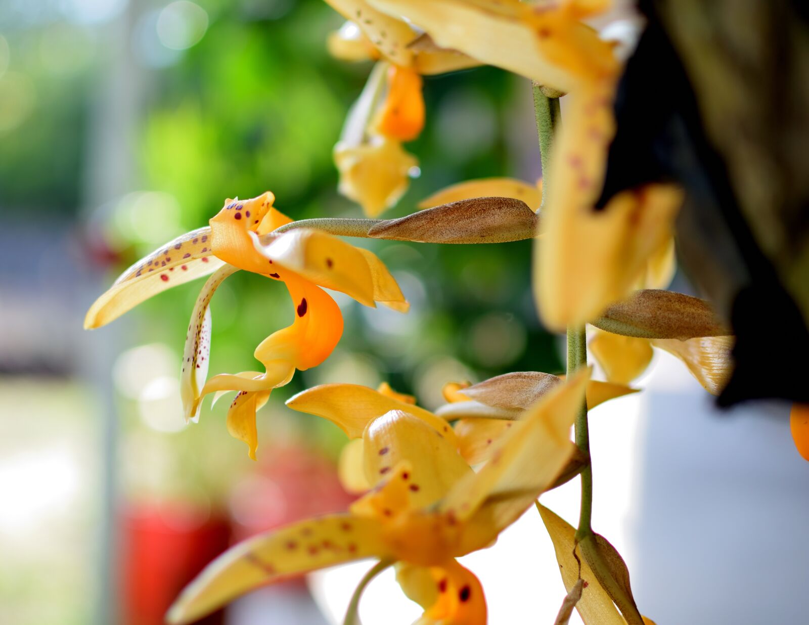 Nikon D5300 sample photo. Orchid, flower, tropical photography