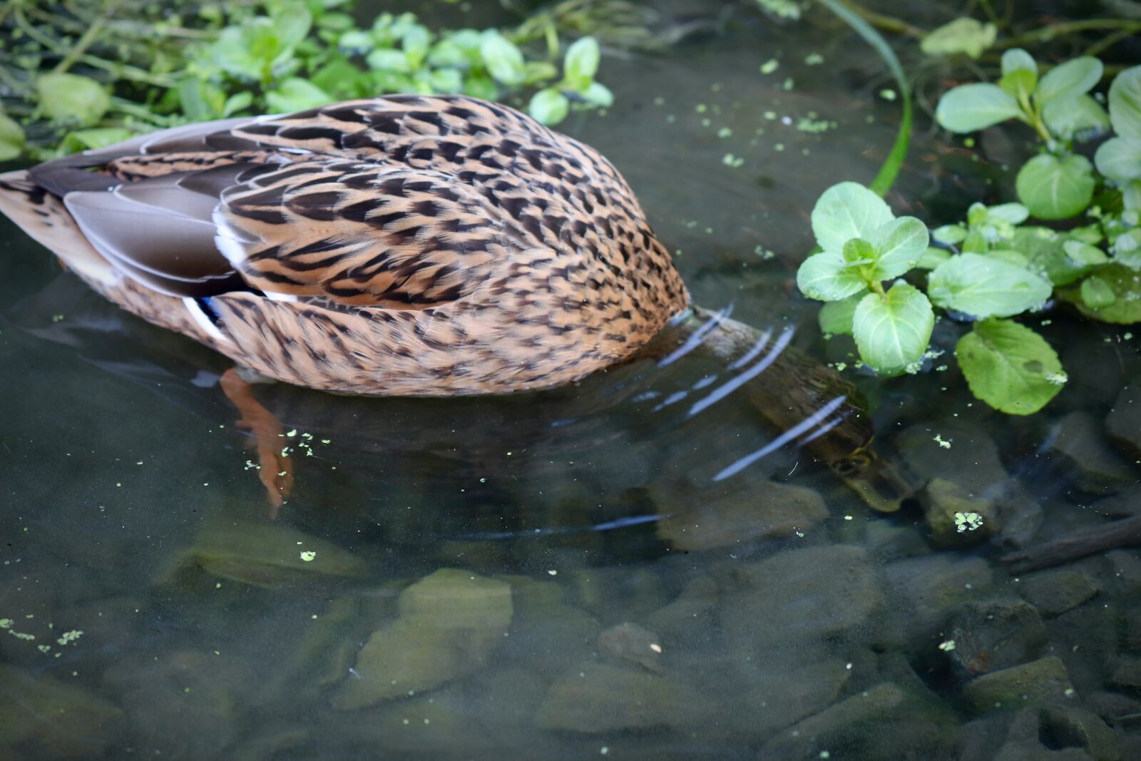 Canon EOS 800D (EOS Rebel T7i / EOS Kiss X9i) sample photo. Duck, mallard, water bird photography