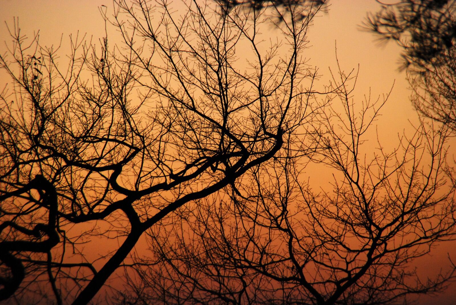 Nikon D40X sample photo. Tree, winter, branch photography
