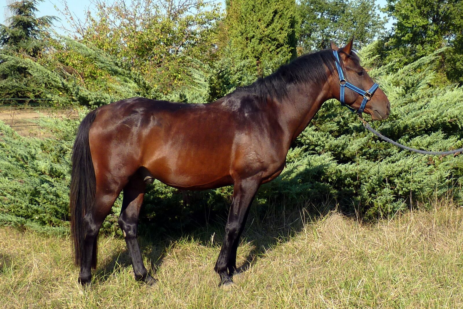 Panasonic Lumix DMC-FZ35 (Lumix DMC-FZ38) sample photo. Pure arab blood, horse photography