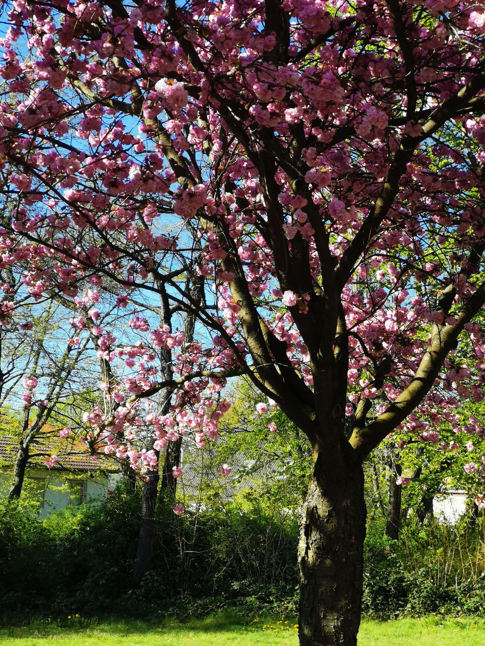 HUAWEI HMA-L29 sample photo. Spring, flowers, cherry photography