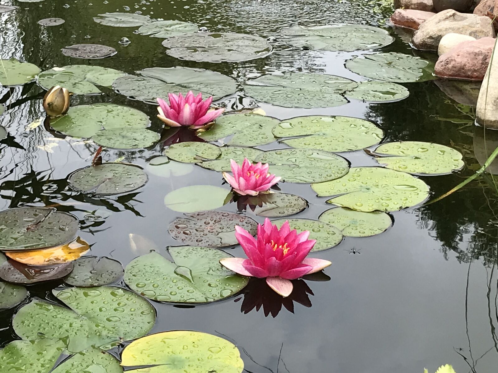 Apple iPhone 7 sample photo. Garden, pond, flower photography