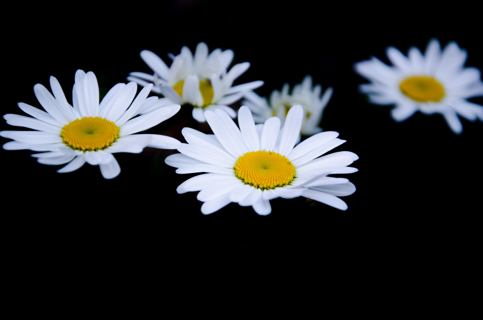 Nikon D5100 sample photo