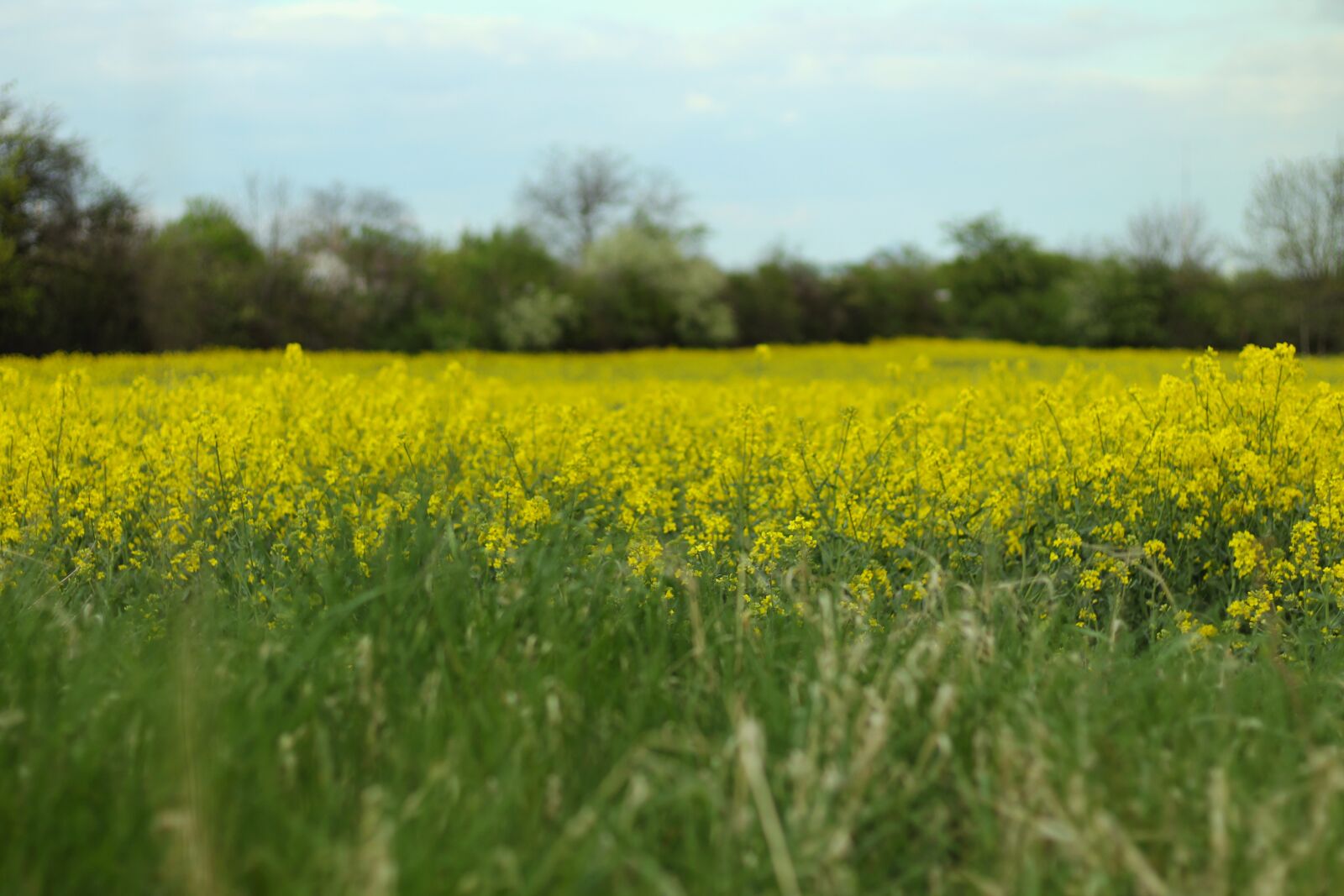 Canon EOS 1300D (EOS Rebel T6 / EOS Kiss X80) + Canon EF 50mm F1.8 STM sample photo. Nature, rape, yellow photography