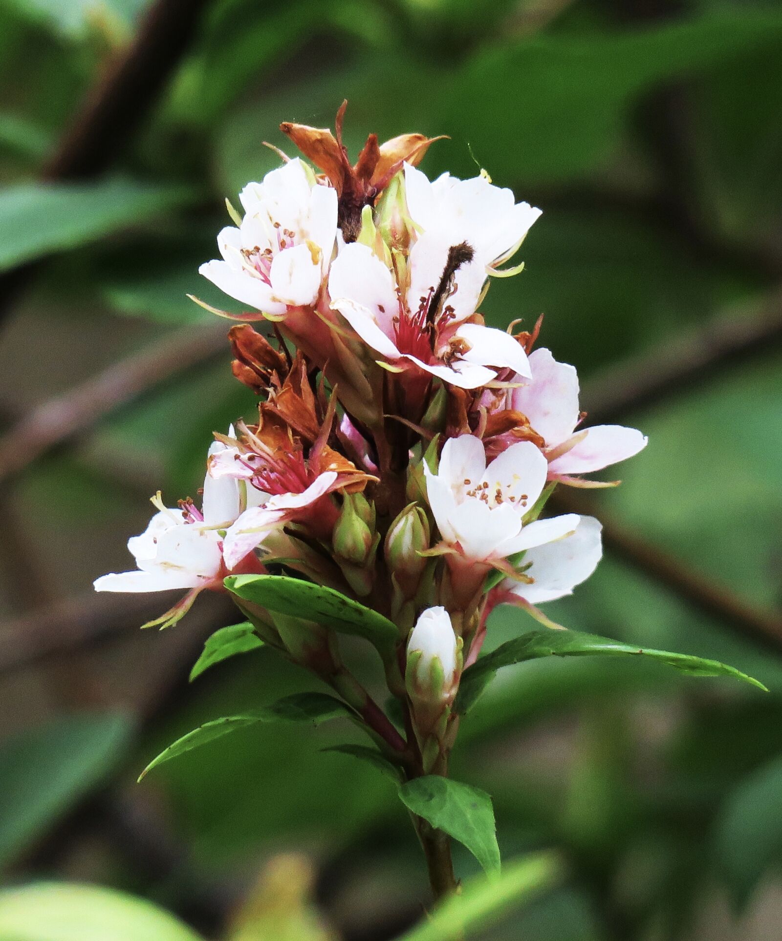 Canon PowerShot G3 X sample photo. Flower, nature, plant photography